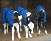 JESMARY - Áo Giữ Ấm Cho Bò Con – Bí Quyết Nuôi Bò Con Khỏe Mạnh Và Lớn Nhanh